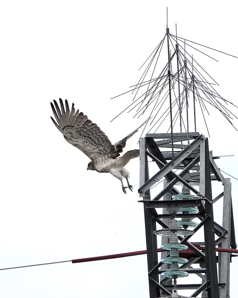 short-toed eagle